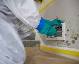 Mold Remediation Perth