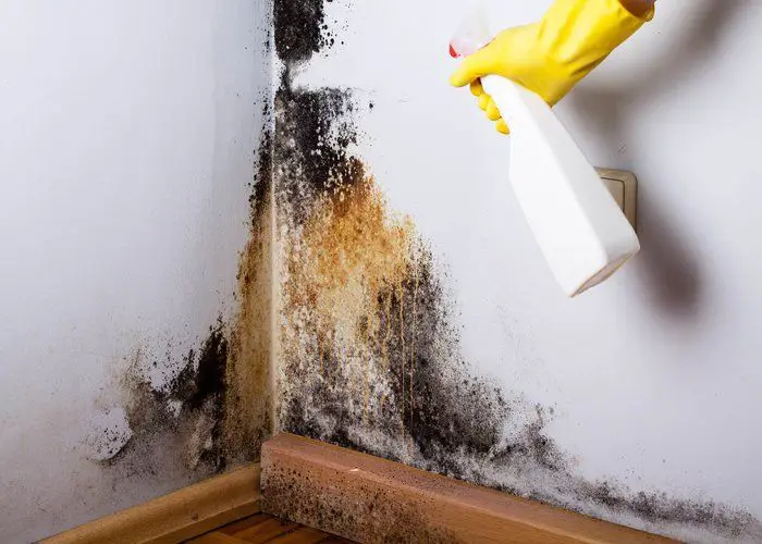 Anti Mold Treatment Perth