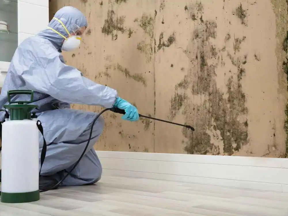 Mold Remediation Perth